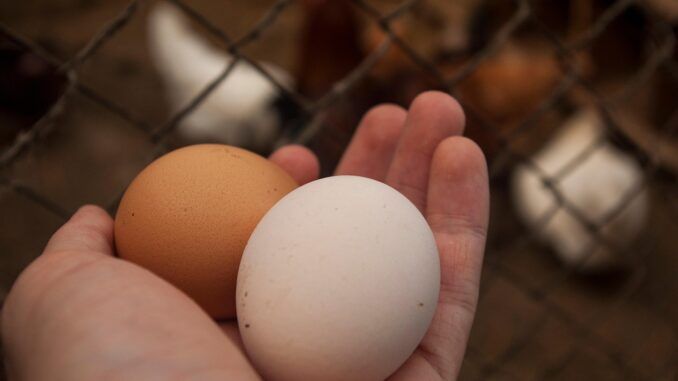 Building Your Own Chicken Coop